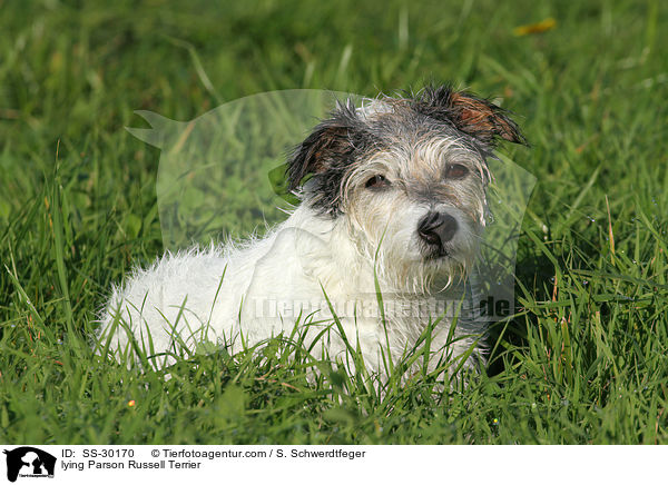 lying Parson Russell Terrier / SS-30170