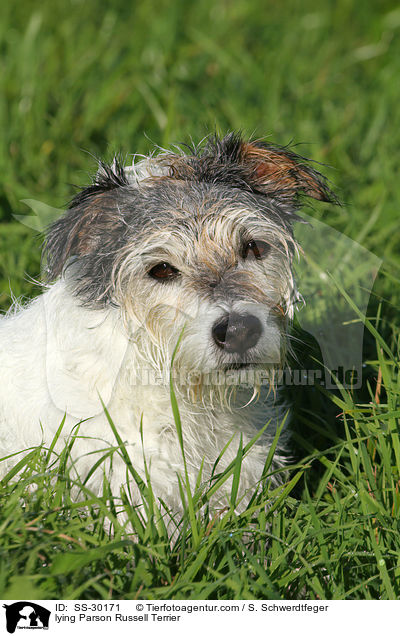 lying Parson Russell Terrier / SS-30171