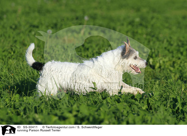 running Parson Russell Terrier / SS-30411