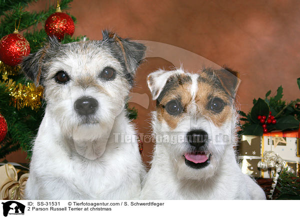 2 Parson Russell Terrier at christmas / SS-31531