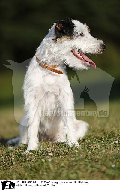 sitting Parson Russell Terrier / RR-55684