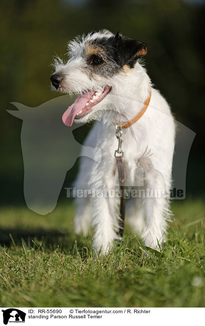 standing Parson Russell Terrier / RR-55690
