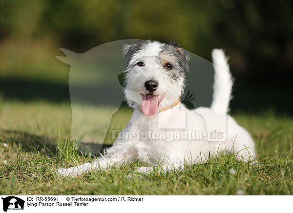 lying Parson Russell Terrier / RR-55691