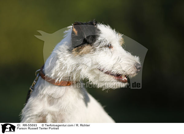 Parson Russell Terrier Portrait / RR-55693