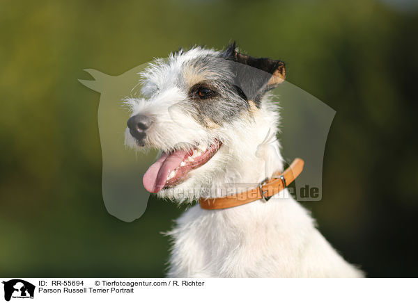 Parson Russell Terrier Portrait / RR-55694