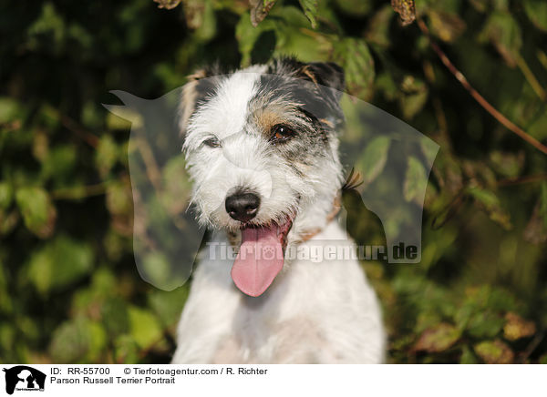 Parson Russell Terrier Portrait / RR-55700