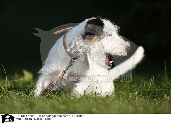 lying Parson Russell Terrier / RR-55705