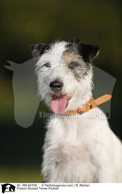 Parson Russell Terrier Portrait / RR-55706