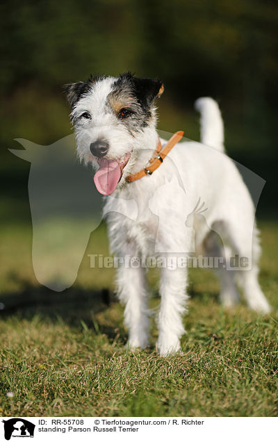 standing Parson Russell Terrier / RR-55708