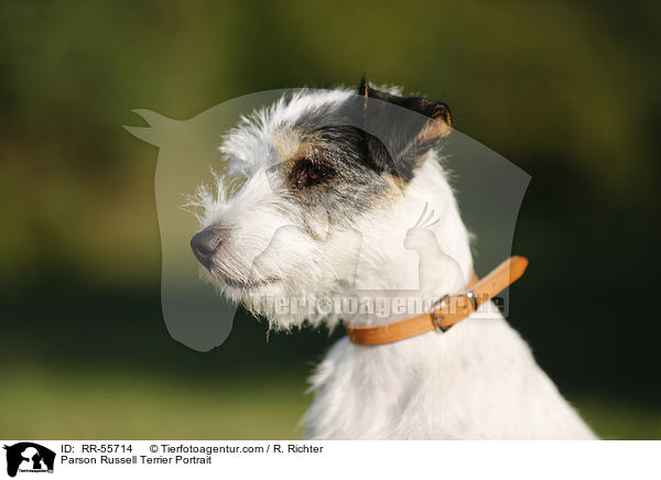 Parson Russell Terrier Portrait / RR-55714