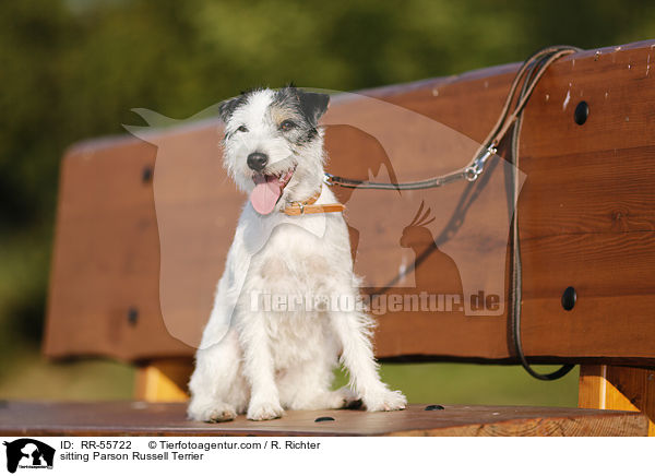 sitting Parson Russell Terrier / RR-55722