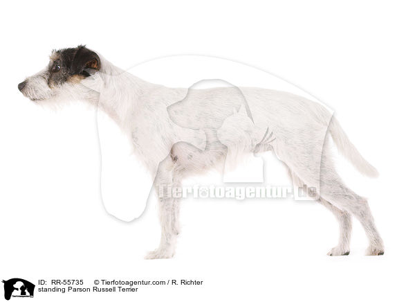 standing Parson Russell Terrier / RR-55735