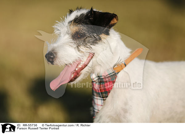 Parson Russell Terrier Portrait / RR-55736