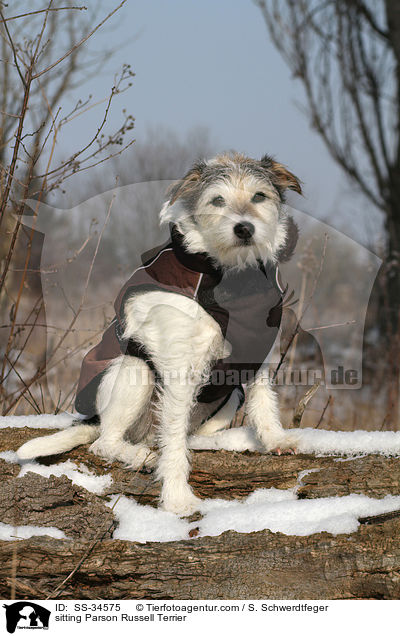 sitting Parson Russell Terrier / SS-34575