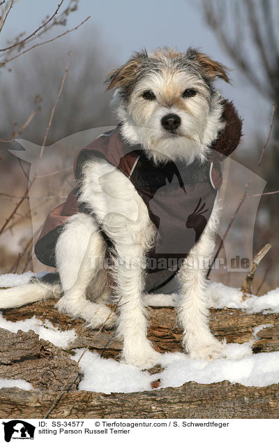 sitzender Parson Russell Terrier / sitting Parson Russell Terrier / SS-34577