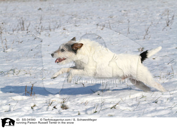 running Parson Russell Terrier in the snow / SS-34580