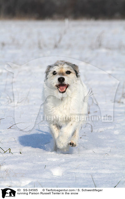 running Parson Russell Terrier in the snow / SS-34585
