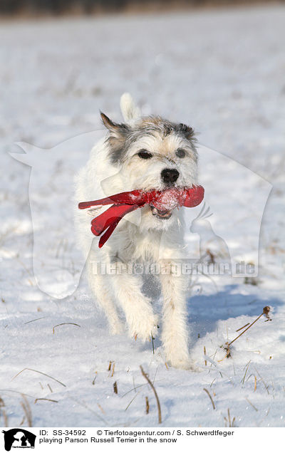 spielender Parson Russell Terrier im Schnee / playing Parson Russell Terrier in the snow / SS-34592