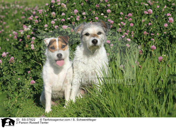 2 Parson Russell Terrier / SS-37822