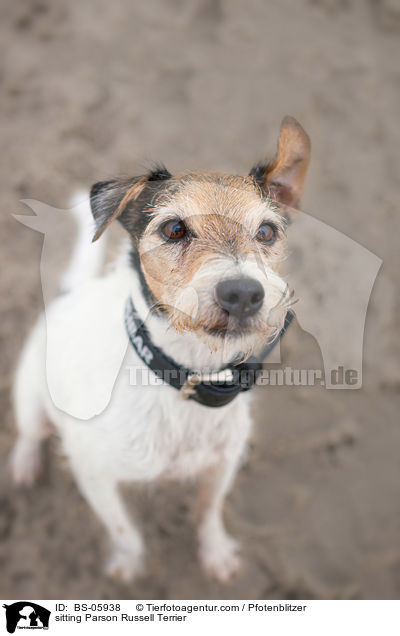 sitting Parson Russell Terrier / BS-05938