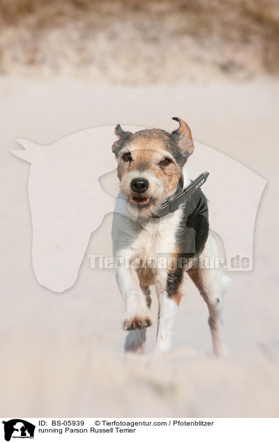 running Parson Russell Terrier / BS-05939