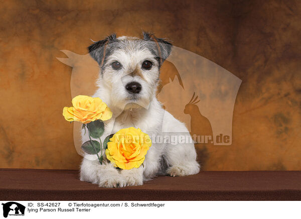 liegender Parson Russell Terrier / lying Parson Russell Terrier / SS-42627