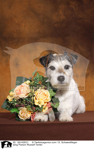 lying Parson Russell Terrier / SS-42631