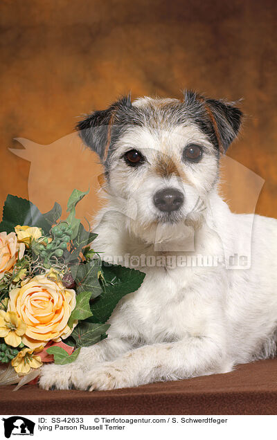 liegender Parson Russell Terrier / lying Parson Russell Terrier / SS-42633