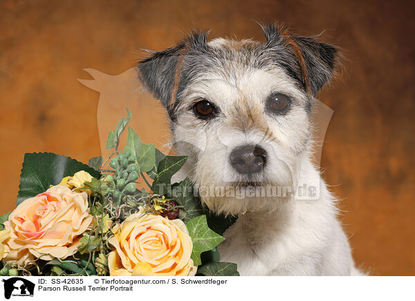 Parson Russell Terrier Portrait / SS-42635