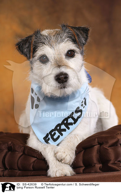 lying Parson Russell Terrier / SS-42639