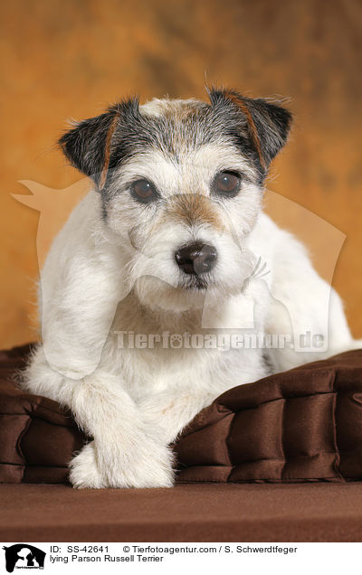 lying Parson Russell Terrier / SS-42641