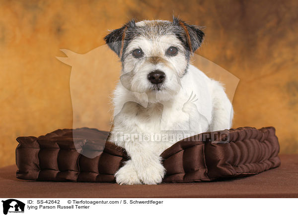 lying Parson Russell Terrier / SS-42642