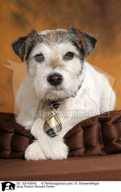 lying Parson Russell Terrier / SS-42645