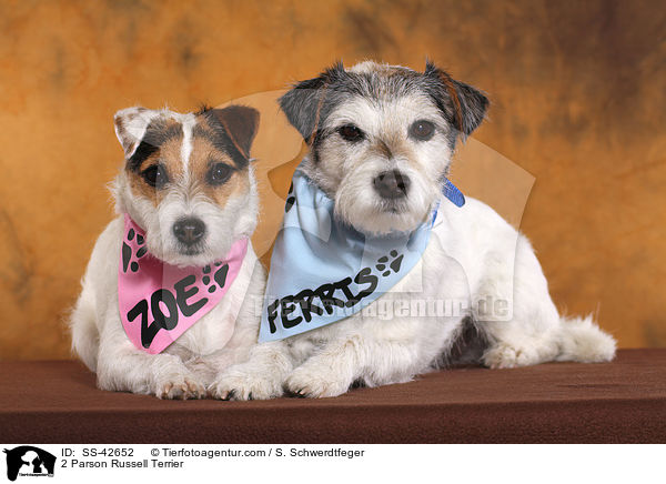 2 Parson Russell Terrier / SS-42652