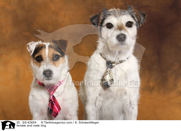 female and male dog / SS-42654