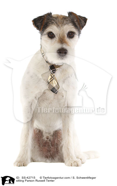 sitting Parson Russell Terrier / SS-42715