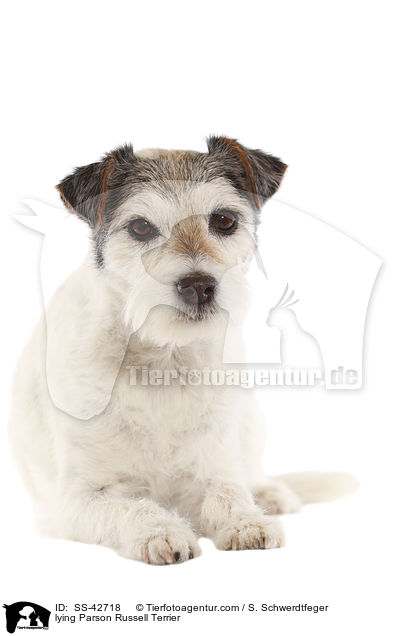lying Parson Russell Terrier / SS-42718