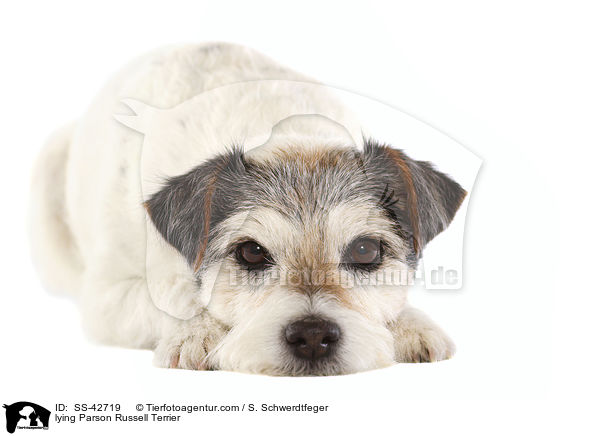 lying Parson Russell Terrier / SS-42719