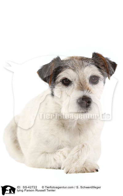 lying Parson Russell Terrier / SS-42722