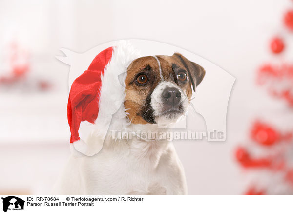 Parson Russell Terrier Portrait / RR-78684