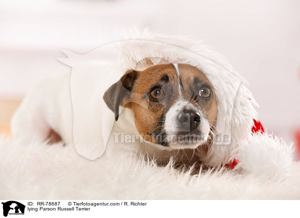 lying Parson Russell Terrier / RR-78687