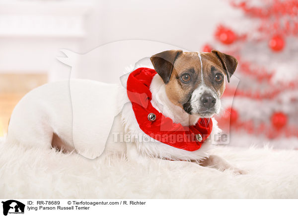lying Parson Russell Terrier / RR-78689