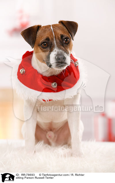 sitting Parson Russell Terrier / RR-78693