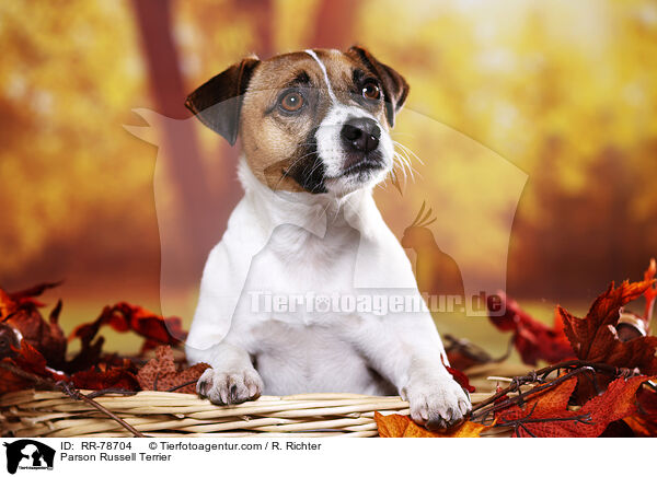 Parson Russell Terrier / RR-78704