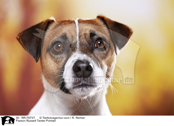 Parson Russell Terrier Portrait / RR-78707