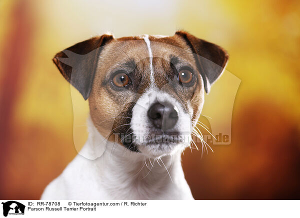 Parson Russell Terrier Portrait / RR-78708