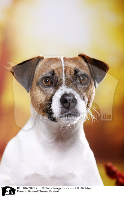 Parson Russell Terrier Portrait / RR-78709