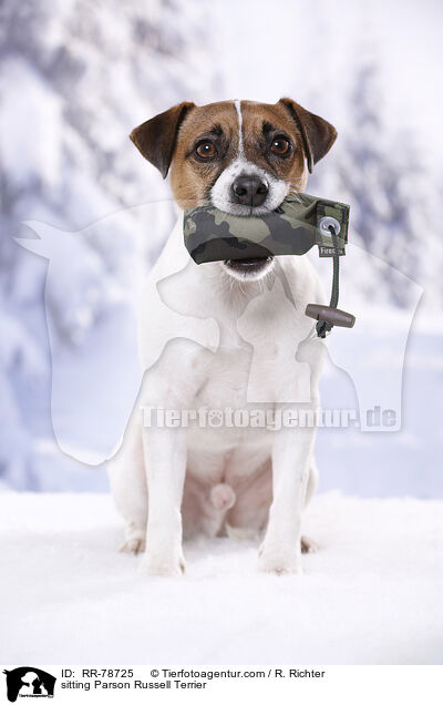 sitting Parson Russell Terrier / RR-78725