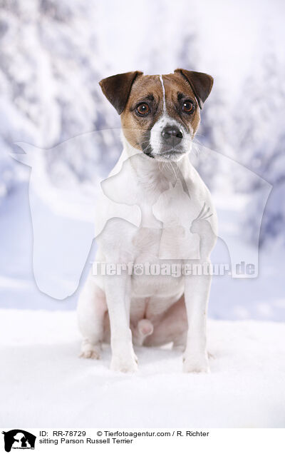 sitting Parson Russell Terrier / RR-78729