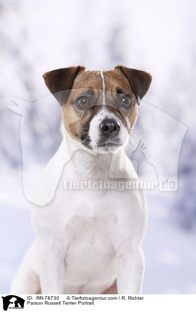Parson Russell Terrier Portrait / RR-78730